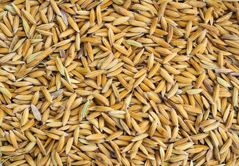 Obraz premium Paddy seed rice nature texture background