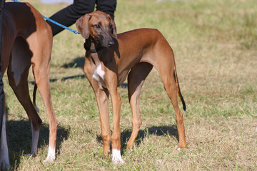 azawakh puppy