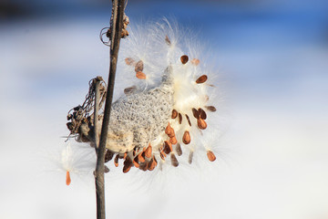 exotic plant in winter