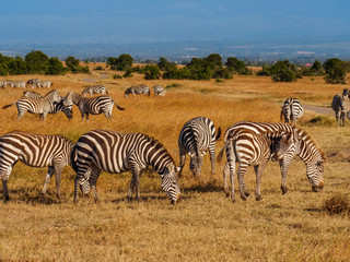 Fototapeta na wymiar Grevy's zebras in Maasai Mara reserve, Kenya