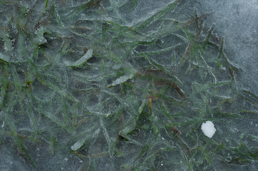 Greens frozen in time under the ice in winter