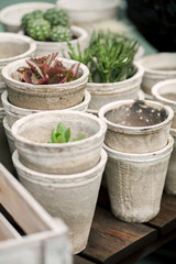pots and herbs