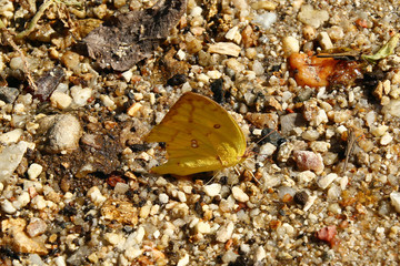 Yellow butterfly on a wet stones on a sunny day.