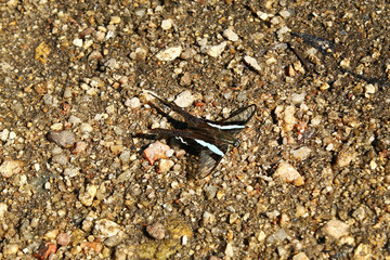 Butterfly with black and blue wings on a wet stones.