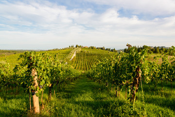 Fototapeta premium In Mitten der Weinberge der Tenuta di Monaciano befinden sich die Ferienhäuser die vom Besitzer des Weingutes betrieben werden. Hier baut man einen hervorragenden Chianti an.