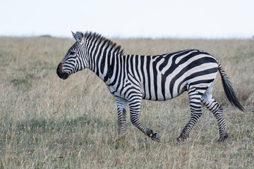 Fototapeta na wymiar Zebra walking lonely in Maasai Mara national reserve park