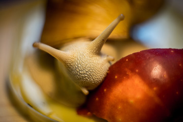 Snail are eating apples. Animals in nature. Big snail with fruit.