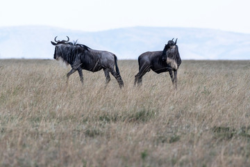 wildebeests feeding on grass during migration season in Maasai Mara, Kenya