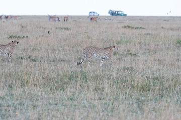 Five cheetahs hiding and walking in field looking for hunt, Maasai Mara