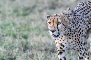 Naklejka na ściany i meble Five cheetahs hiding and walking in field looking for hunt, Maasai Mara
