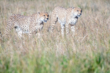 Five cheetahs hiding and walking in field looking for hunt, Maasai Mara