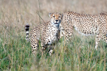 Five cheetahs hiding and walking in field looking for hunt, Maasai Mara