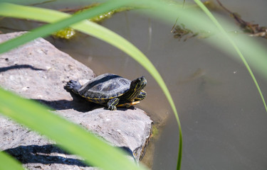 Turtle basks in the sun near the pond