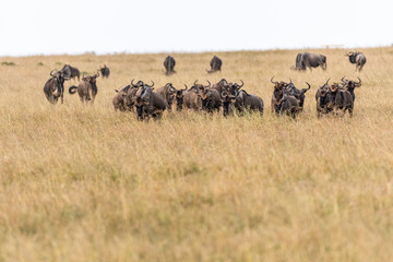 Fototapeta na wymiar wildebeests feeding on grass during migration season in Maasai Mara, Kenya