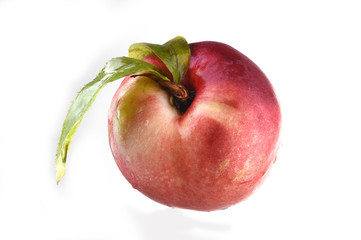 nectarine