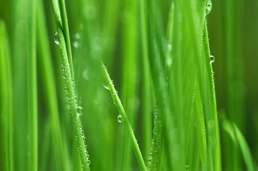 Fototapeta na wymiar young green oat shoots natural background