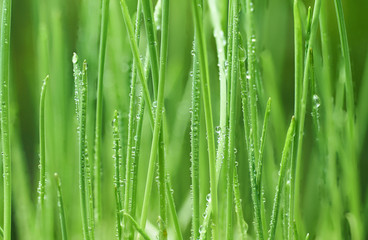 Plakat young green oat shoots natural background