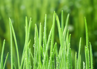 Naklejka na ściany i meble young green oat shoots natural background