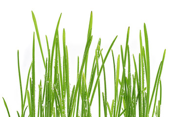 young green oat shoots natural background