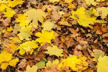 autumn leaves background