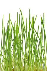 young green oat shoots natural background