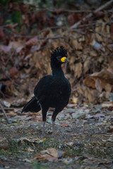 Bare faced Curassow, in a jungle environment, Pantanal Brazil