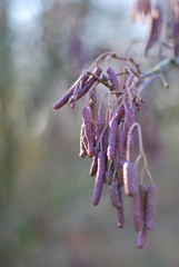 K&auml;tzchen am Zweig im Sonnenlicht