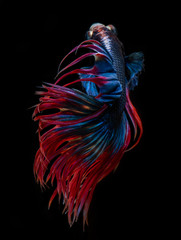 Siamese fighting fish on black