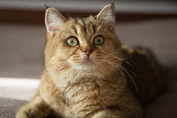Red pedigreed cat lies on the bed
