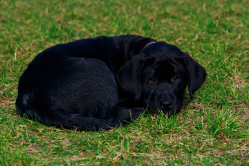 Little Labrador Retriever puppy