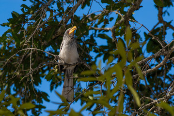 Southern yellow billed hornbill,South Africa