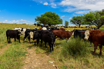 Cows fed with grass, Pampas,Patagonia, Argentina