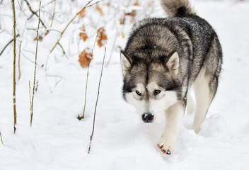 Alaskan Malamute dog on a winter walk in the snow