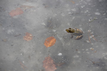 a frog in the ice when you wake up too early and around the ice and air bubbles and to eat old leaves