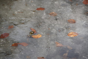 żaba w lodzie, kiedy obudzisz się za wcześnie a dookoła lód i bąble powietrza a do jedzenia stare liście