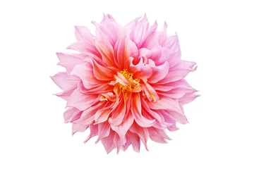 Poster Bloeiende roze dahlia bloem geïsoleerd op witte achtergrond © masummerbreak