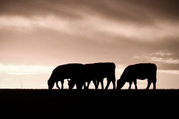 Fototapeta na wymiar Cows fed grass, in countryside, Pampas, Patagonia,Argentina