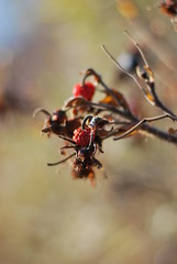 Hagebutten einer Kartoffel-Rose (Rosa rugosa)