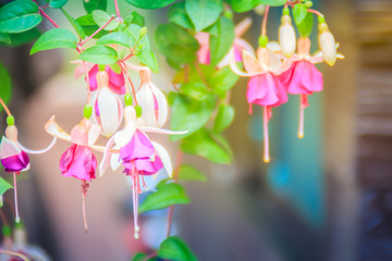 Pink Fuchsia magellanica flowers on green tree background. It's also known as the hummingbird...