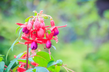 Pink Fuchsia magellanica flowers on green tree background. It's also known as the hummingbird fuchsia, hardy fuchsia, lady's eardrops, angel earrings cascading, black prince, goldsworth beauty flower.