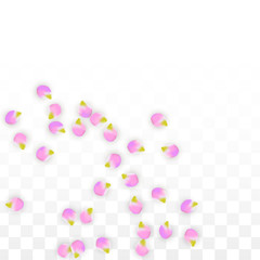 Vector Realistic Pink Petals Falling on Transparent Background.  Spring Romantic Flowers Illustration. Flying Petals. Sakura Spa Design. Blossom Confetti.