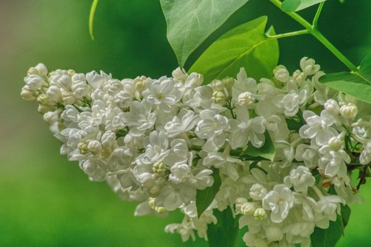 gałązka białego bzu podczas wiosennego kwitnienia, bez jest  bohaterem piosenek o miłości