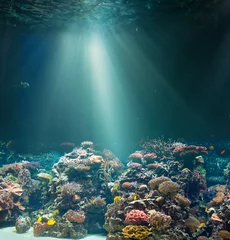 Foto op Aluminium Zee of oceaan zeebodem met koraalrif. Onderwater uitzicht. © Andrey Kuzmin