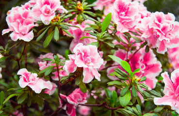 Fototapeta premium Photos of blooming flowers. Pink azalea flower with green leaves. Azalea bush. Botanical photography in the greenhouse. Background to the desktop