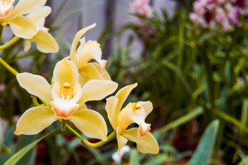 Yellow orchid in bloom. Orchid flower Phalaenopsis is yellow. Horizontal photo of flowers. Botanical Garden. Background for desktop with flowers.