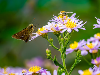 grass skipper butterfly on aster flowers 13