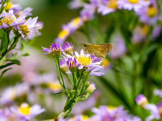 grass skipper butterfly on aster flowers 1
