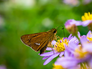 grass skipper butterfly on aster flowers 6