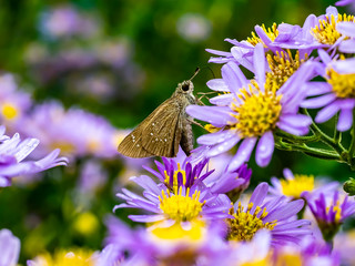 grass skipper butterfly on aster flowers 7