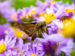 grass skipper butterfly on aster flowers 8